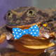 Illustration for article titled At long last, somebody might want to fuck this frog